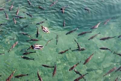 High angle view of mallard ducks swimming in lake