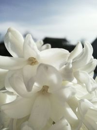 Close-up of white flowers blooming outdoors