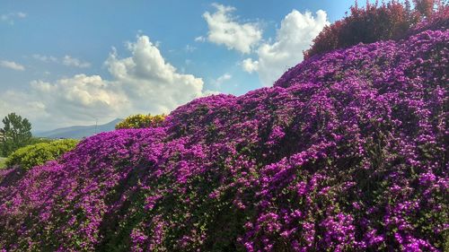 Pink flowering plant against sky