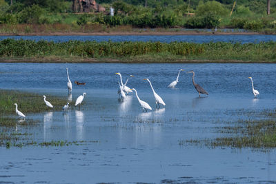 Birds flying over lake