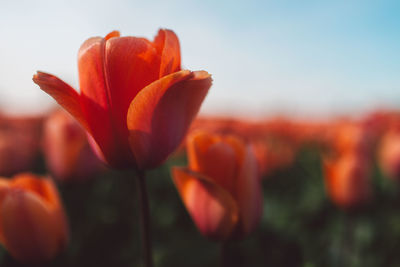 Close-up of red tulip