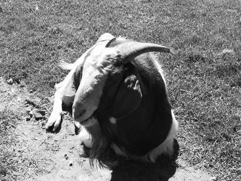 High angle view of dog on field