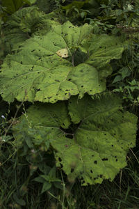 High angle view of green leaves on field