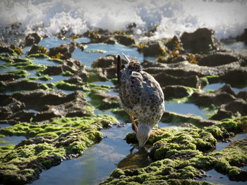 Seagull foraging at mossy sea shore