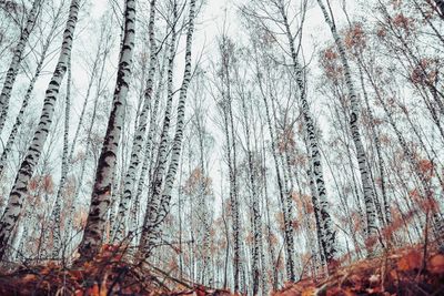 Pine tree in forest during winter