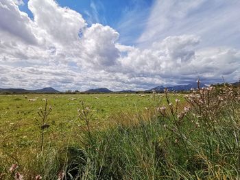 Scenic view of field against sky