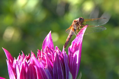 Close-up of insect on flower