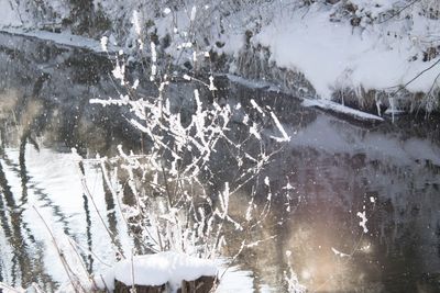 Close-up of frozen trees during winter