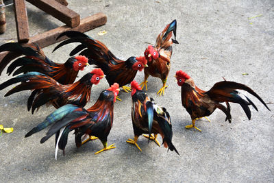 Artificial chickens on ground