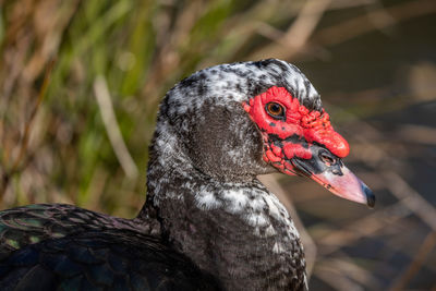 Close-up of a bird