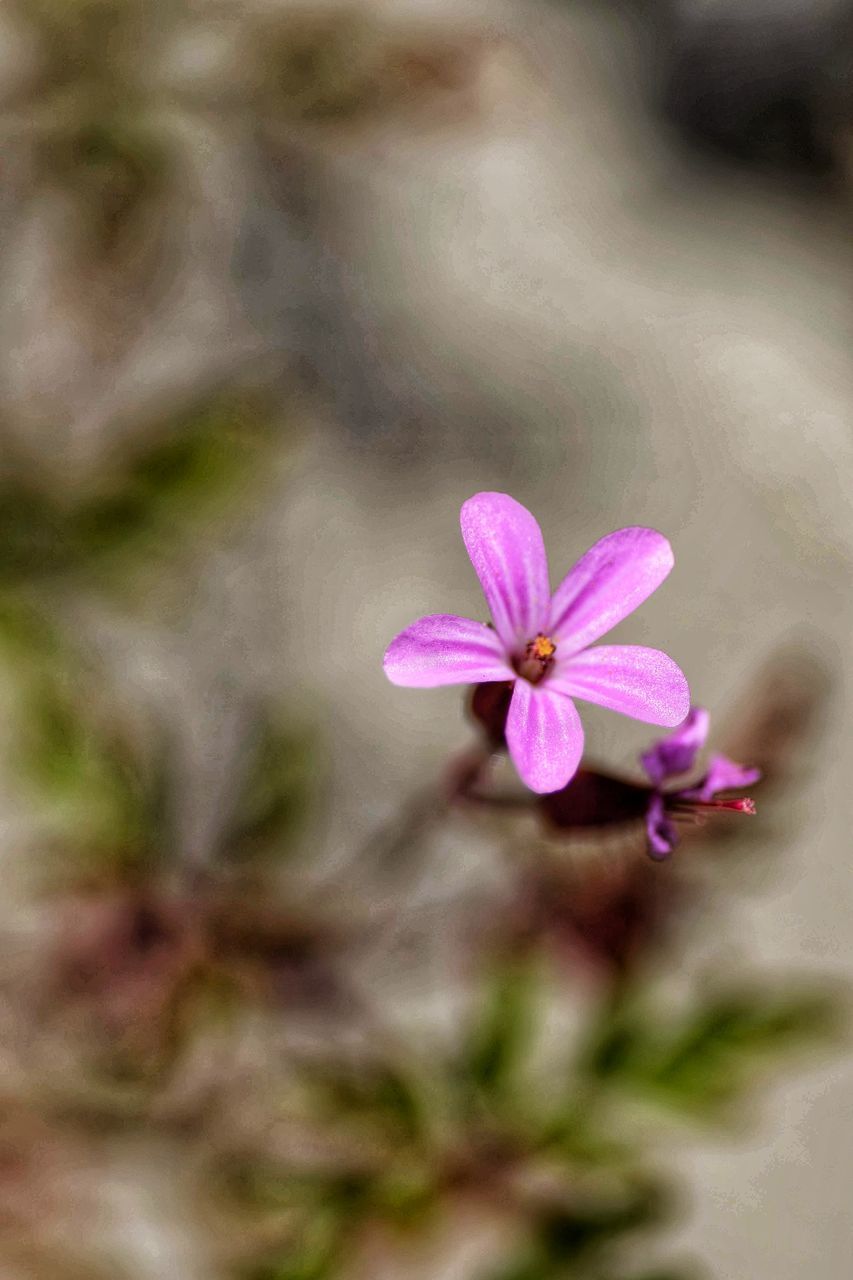 CLOSE-UP OF PURPLE FLOWER