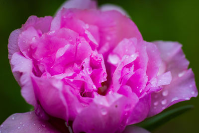 Close-up of wet pink rose flower