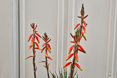 Close-up of red chili peppers against wall