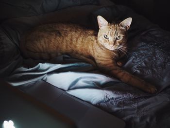 High angle portrait of cat relaxing on bed at home