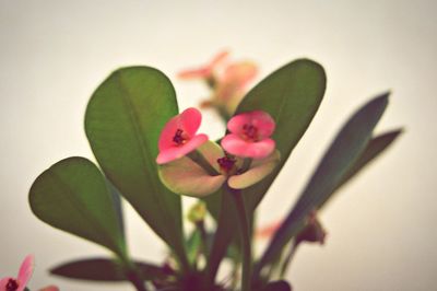 flowering plant