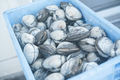 Hokkaido tomakomai's specialty, the sakhalin surf clams