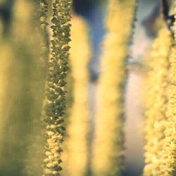 Close-up of flowers in field