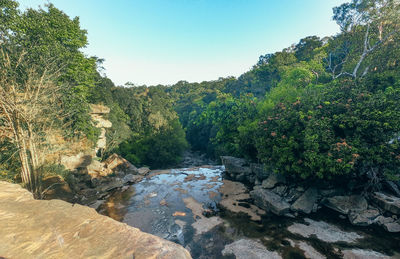 Scenic view of river amidst trees in forest against sky