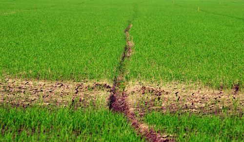 Scenic view of agricultural field