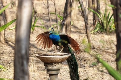 Peacock perching on a field