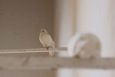 Close-up of bird perching on wall