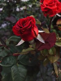 Close-up of red rose