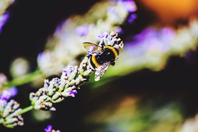 Close-up of insect on flower