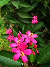 Close-up of pink flowering plant
