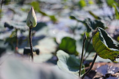 Close-up of flowering plant