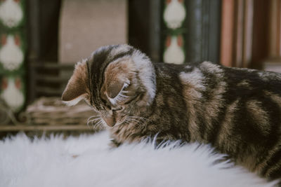 Close-up of a cat relaxing on rug at home