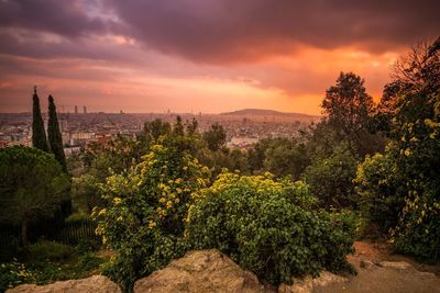 Trees and plants in city during sunset