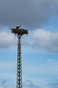 Low angle view of bird perching on wooden post against sky