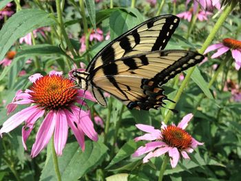 Close-up of butterfly pollinating on pink flower