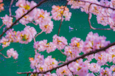 Close-up of cherry blossom