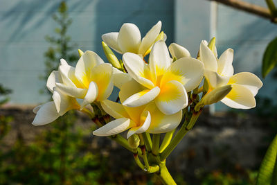 Close-up of yellow flowers blooming outdoors