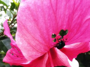 Close-up of pink flower