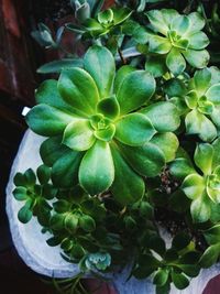 Close-up of plant