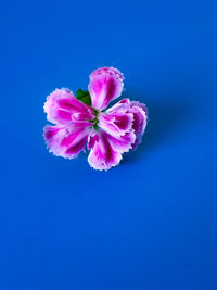 Close-up of pink flower against blue background