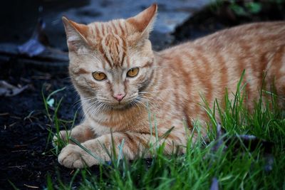 Portrait of ginger cat sitting on grass