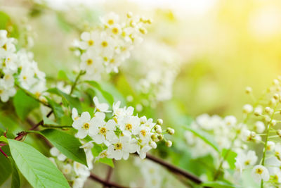 Tender white flowers of bird cherry at blooming season, floral blossom under sunlight at spring