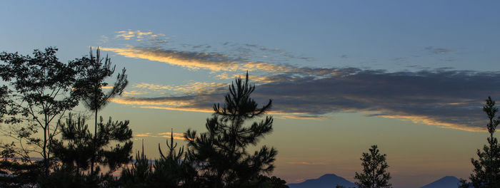 Low angle view of silhouette trees against sky during sunset