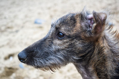 Close-up of dog looking away