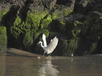 View of bird on rock by lake