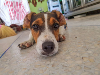 Close-up portrait of dog resting on floor at home