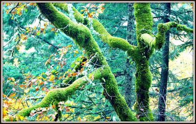 Trees growing on branch