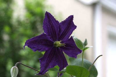 Close-up of purple flowering plant