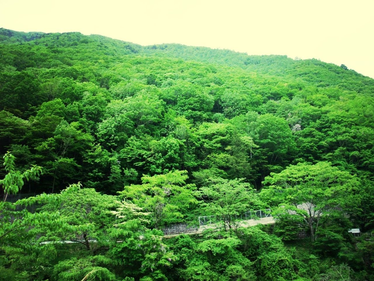 tree, green color, lush foliage, growth, tranquil scene, tranquility, beauty in nature, scenics, mountain, nature, forest, green, greenery, landscape, non-urban scene, idyllic, clear sky, plant, day, no people