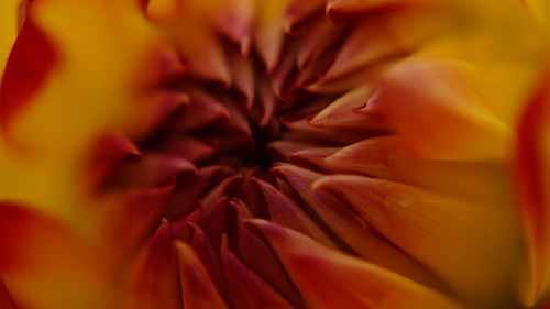 Macro shot of pink flower