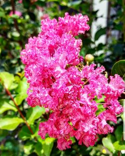 Close-up of pink flowers blooming outdoors