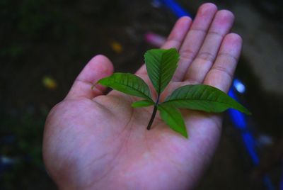 Close-up of hand holding green leaves